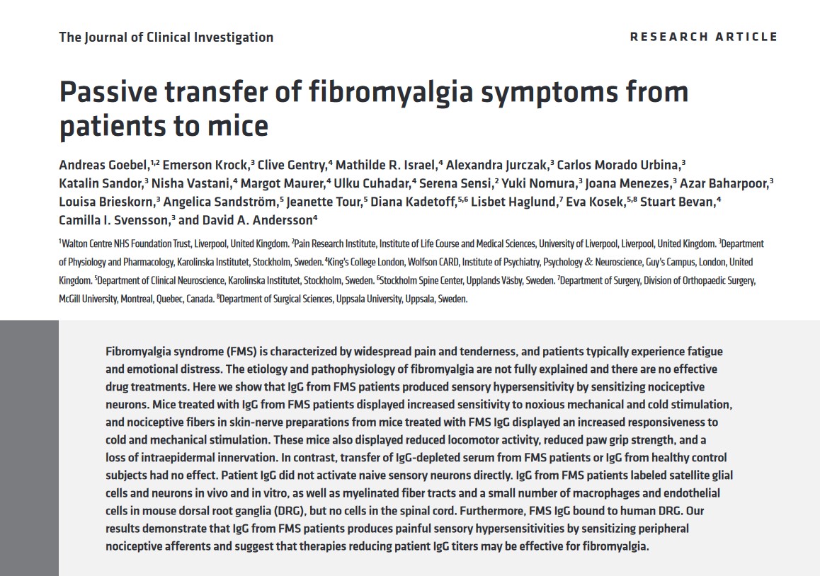 fibromyalgia symptoms in mice after receiving antibodies from fibromyalgia patients